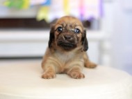 Kaninchen_Dachshund_1653