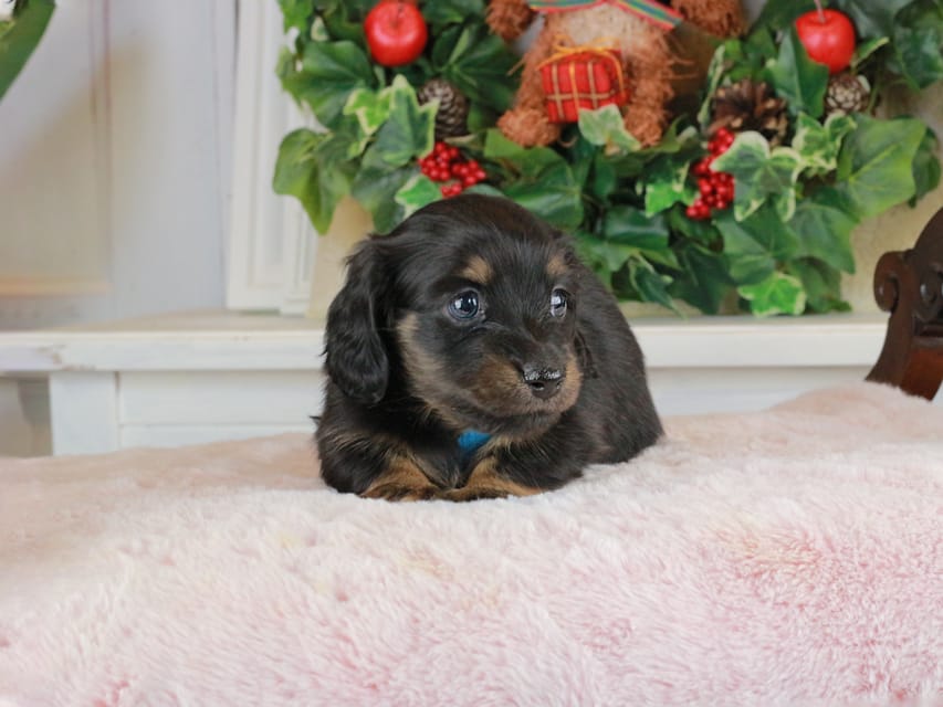 カニンヘンダックスフンド おんぷ&ブルースの子犬 ブラタン 男の子（2）