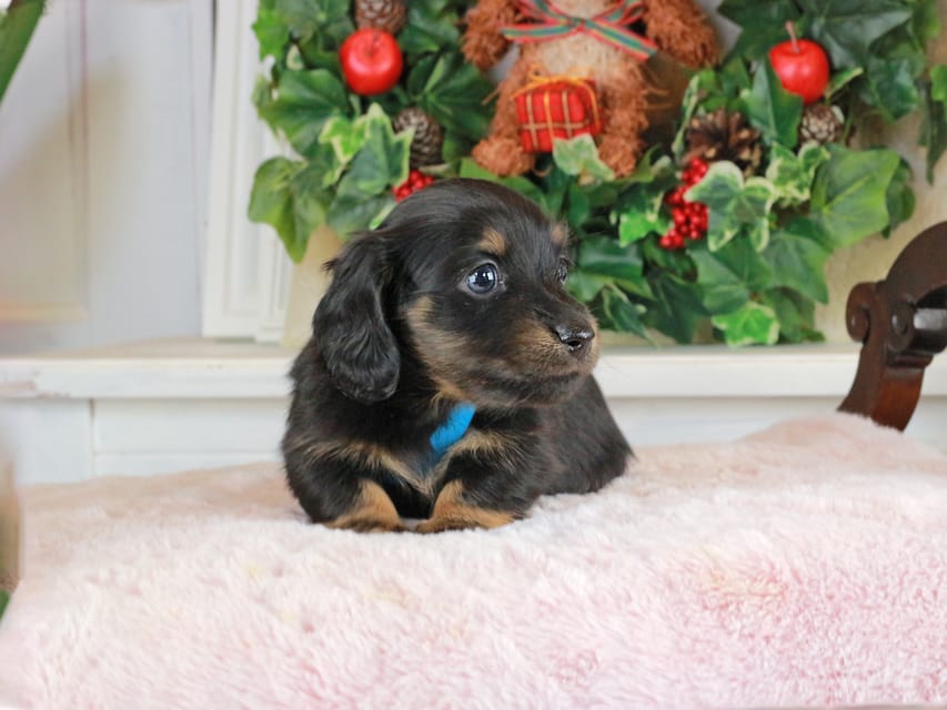 カニンヘンダックスフンド おんぷ&ブルースの子犬 ブラタン 男の子（2）