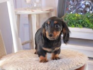 Kaninchen_Dachshund_1655 Kaninchen_Dachshund_1655