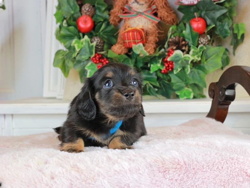 カニンヘンダックスフンド おんぷ&ブルースの子犬 ブラタン 男の子（2）