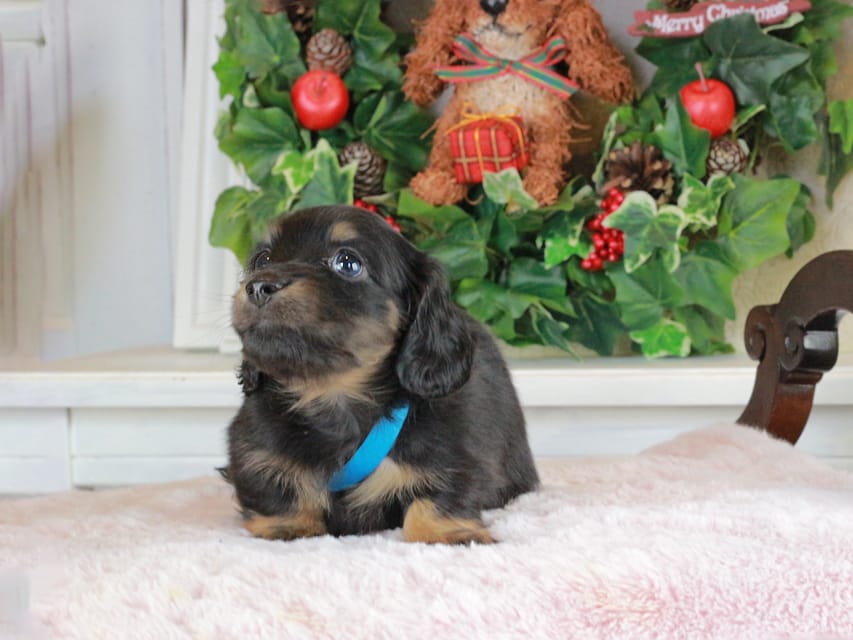 カニンヘンダックスフンド おんぷ&ブルースの子犬 ブラタン 男の子（2）