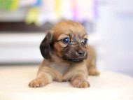 Kaninchen_Dachshund_1661 Kaninchen_Dachshund_1661