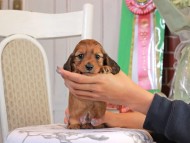 Kaninchen_Dachshund_1663