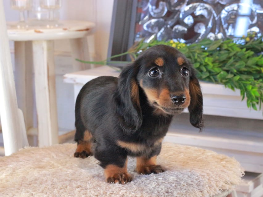 カニンヘンダックスフンド おんぷ&ブルースの子犬 ブラタン 男の子（3）