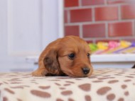 Kaninchen_Dachshund_1670