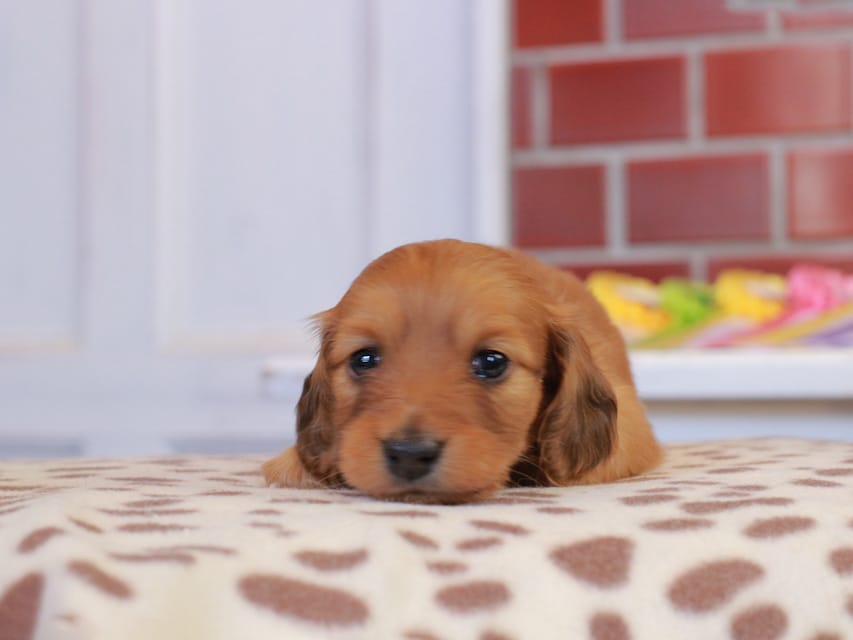 カニンヘン ダックスフンド ブーケ & パッションの子犬 レッド 女の子