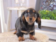 Kaninchen_Dachshund_1675 Kaninchen_Dachshund_1675