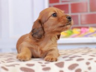 Kaninchen_Dachshund_1679