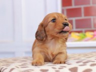 Kaninchen_Dachshund_1681