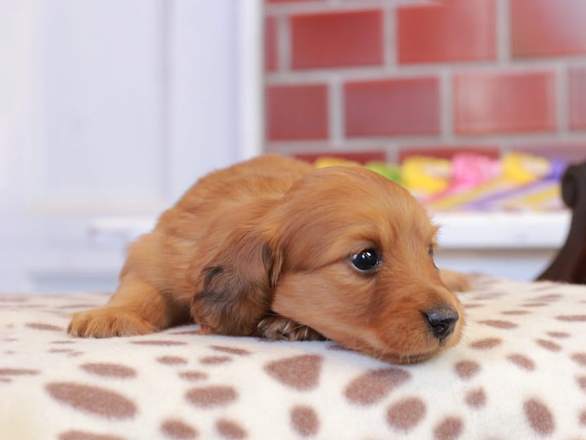 カニンヘン ダックスフンド ブーケ & パッションの子犬 レッド 女の子
