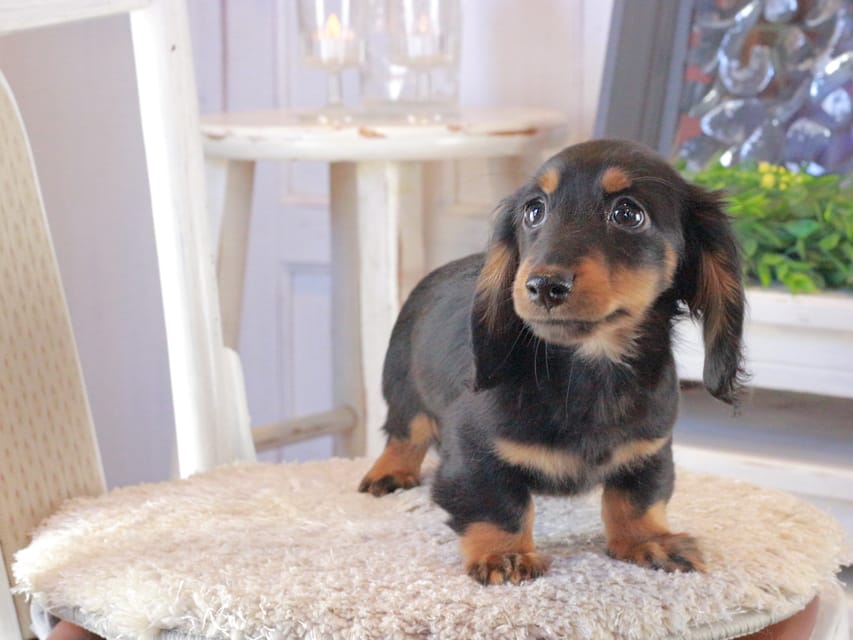 カニンヘンダックスフンド おんぷ&ブルースの子犬 ブラタン 男の子（3）