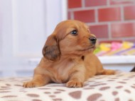 Kaninchen_Dachshund_1685