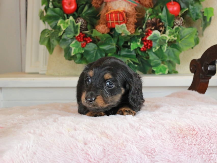 カニンヘンダックスフンド おんぷ&ブルースの子犬 ブラタン 男の子（3）