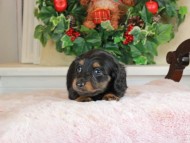 Kaninchen_Dachshund_1688 Kaninchen_Dachshund_1688