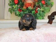 Kaninchen_Dachshund_1689 Kaninchen_Dachshund_1689