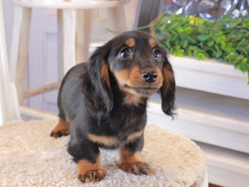 カニンヘンダックスフンド おんぷ&ブルースの子犬 ブラタン 男の子（3）