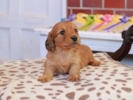 Kaninchen_Dachshund_1693