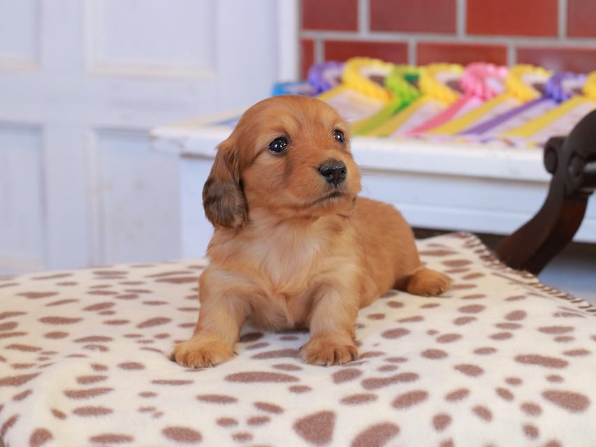 カニンヘン ダックスフンド ブーケ & パッションの子犬 レッド 女の子