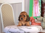Kaninchen_Dachshund_1694