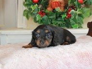 Kaninchen_Dachshund_1699 Kaninchen_Dachshund_1699