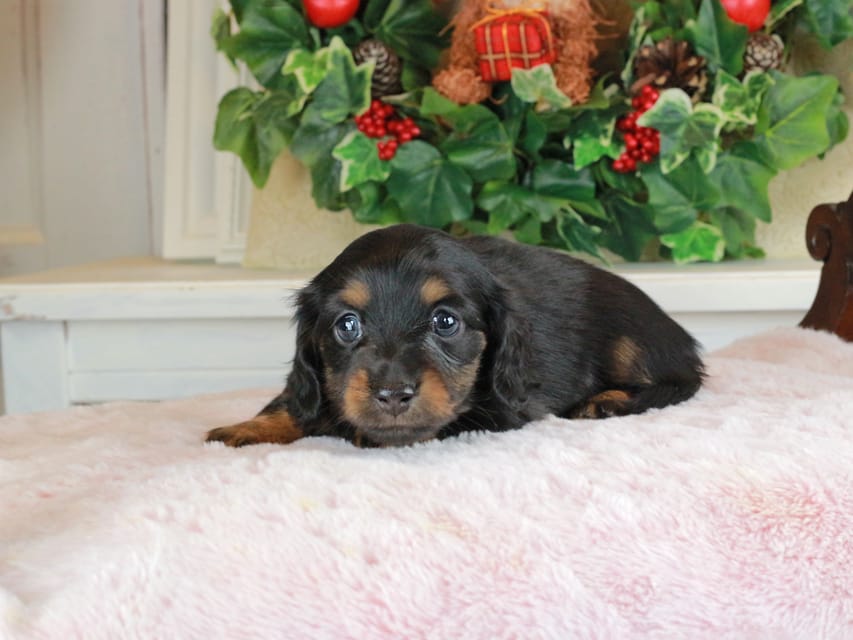 カニンヘンダックスフンド おんぷ&ブルースの子犬 ブラタン 男の子（3）