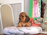 Kaninchen_Dachshund_1699