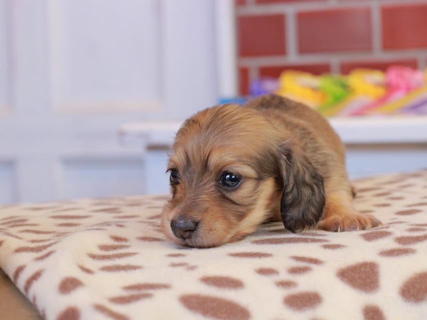 カニンヘン ダックスフンド ブーケ & パッションの子犬 イエロー 女の子