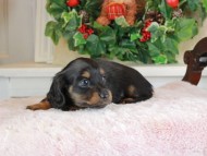 Kaninchen_Dachshund_1701 Kaninchen_Dachshund_1701