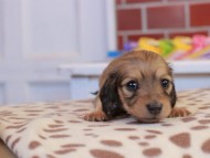 ブーケ & パッションの子犬 イエロー 女の子 カニンヘン ダックスフンド