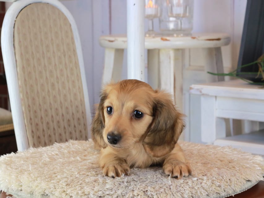 カニンヘンダックスフンド マカナ&ジルベールの子犬 イエロー（クリーム） 男の子