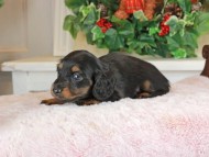 Kaninchen_Dachshund_1704