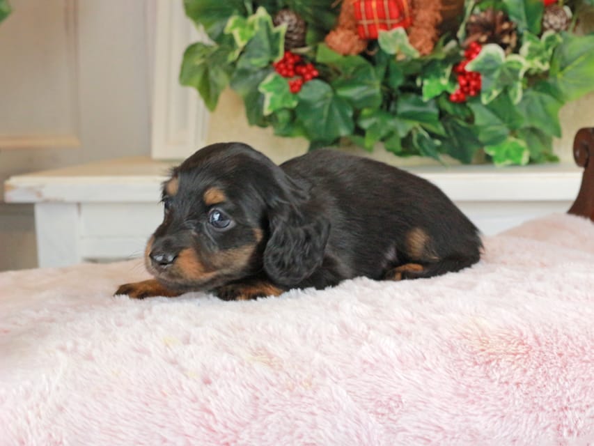 カニンヘンダックスフンド おんぷ&ブルースの子犬 ブラタン 男の子（3）