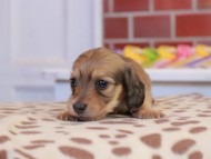 Kaninchen_Dachshund_1704