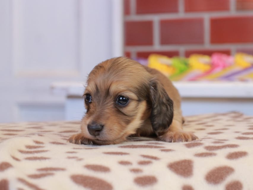 カニンヘン ダックスフンド ブーケ & パッションの子犬 イエロー 女の子
