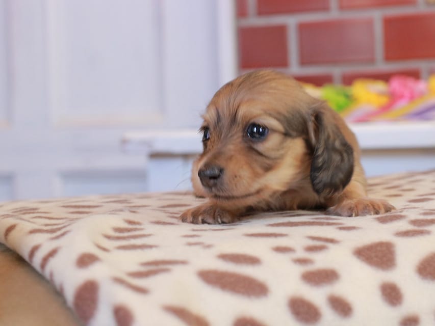 カニンヘン ダックスフンド ブーケ & パッションの子犬 イエロー 女の子