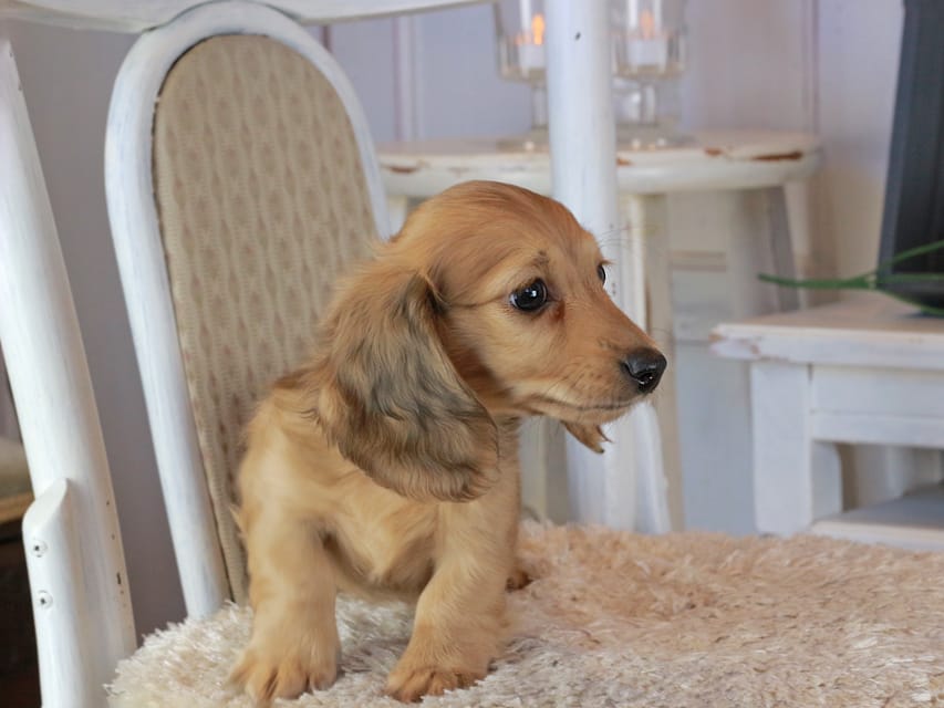 カニンヘンダックスフンド マカナ&ジルベールの子犬 イエロー（クリーム） 男の子