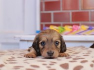 Kaninchen_Dachshund_1708