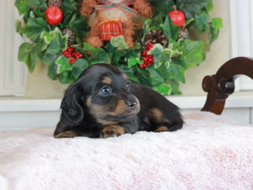 カニンヘンダックスフンド おんぷ&ブルースの子犬 ブラタン 男の子（3）