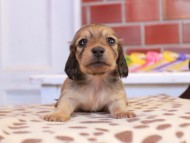 Kaninchen_Dachshund_1710