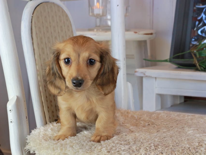 カニンヘンダックスフンド マカナ&ジルベールの子犬 イエロー（クリーム） 男の子