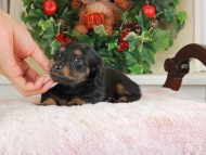 Kaninchen_Dachshund_1713