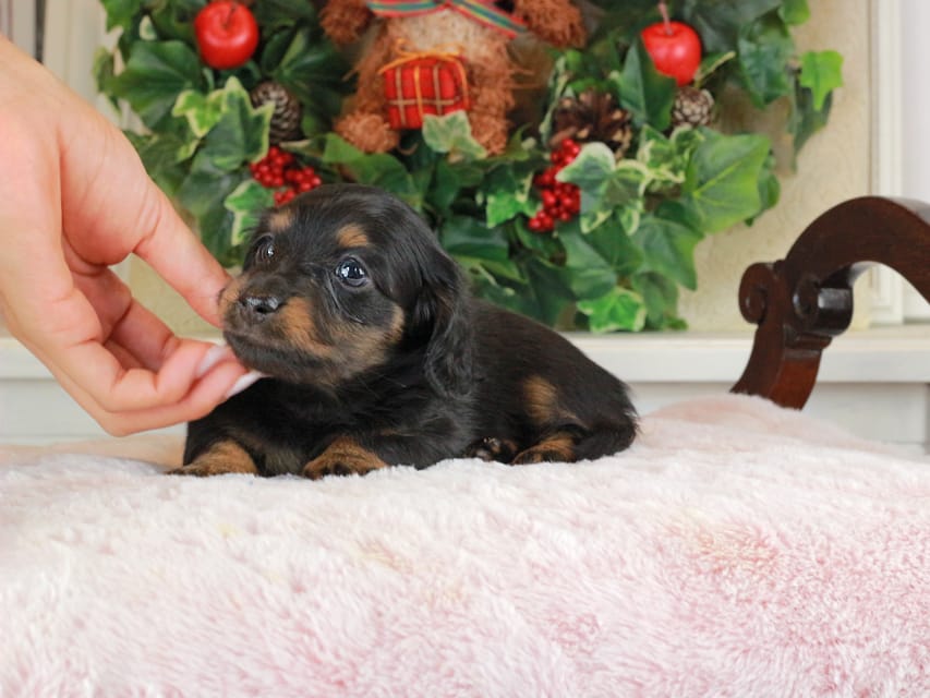 カニンヘンダックスフンド おんぷ&ブルースの子犬 ブラタン 男の子（3）