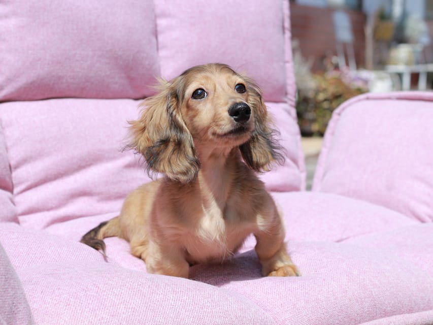 カニンヘン ダックスフンド フルーティ ＆ ジルベールの子犬 レディッシュイエロー 男の子