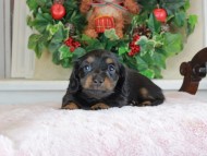 Kaninchen_Dachshund_1716
