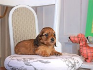 Kaninchen_Dachshund_1719