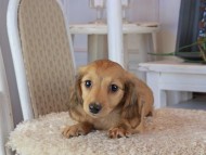 Kaninchen_Dachshund_1722