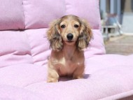 Kaninchen_Dachshund_1723