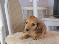 Kaninchen_Dachshund_1727
