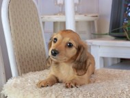 Kaninchen_Dachshund_1732 Kaninchen_Dachshund_1732
